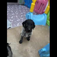 German Wirehaired Pointer