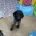 German Wirehaired Pointer