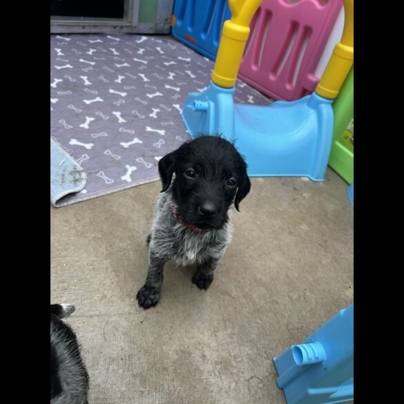 German Wirehaired Pointer
