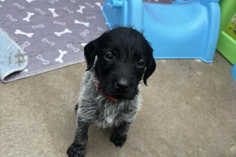 German Wirehaired Pointer