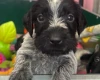 German Wirehaired Pointer