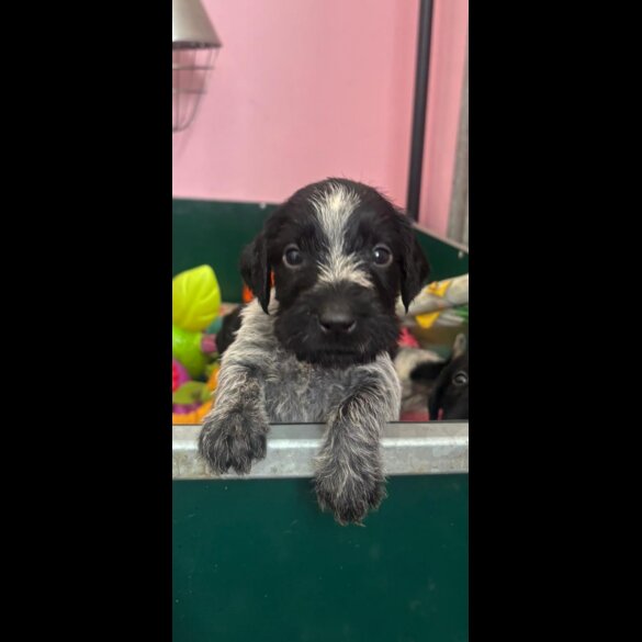 German Wirehaired Pointer