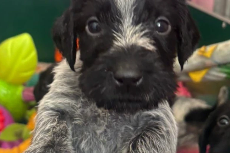 German Wirehaired Pointer