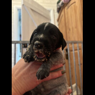 German Wirehaired Pointer