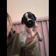 German Wirehaired Pointer