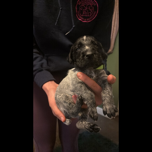 German Wirehaired Pointer