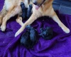German Shepherd (Alsatian)