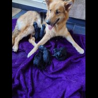 German Shepherd (Alsatian)