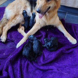 German Shepherd (Alsatian)