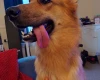 German Shepherd (Alsatian)
