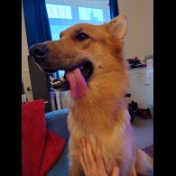 German Shepherd (Alsatian)