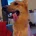 German Shepherd (Alsatian)