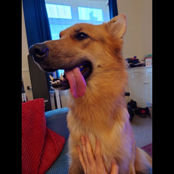 German Shepherd (Alsatian)