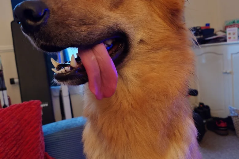 German Shepherd (Alsatian)