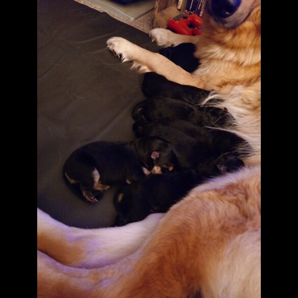 German Shepherd (Alsatian)