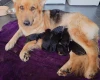 German Shepherd (Alsatian)