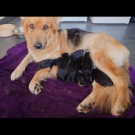 German Shepherd (Alsatian)