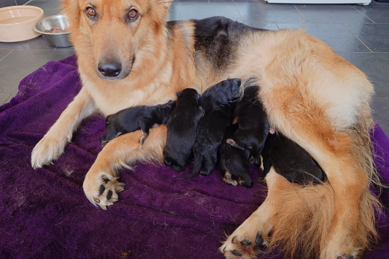 German Shepherd (Alsatian)