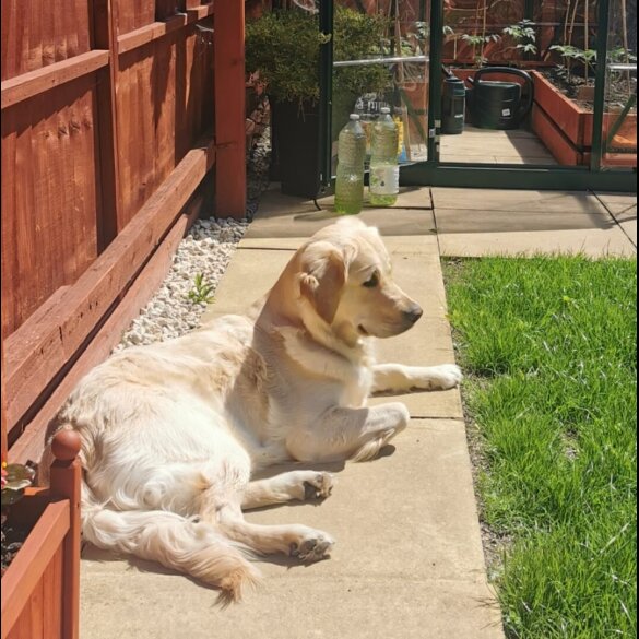 Golden Retriever