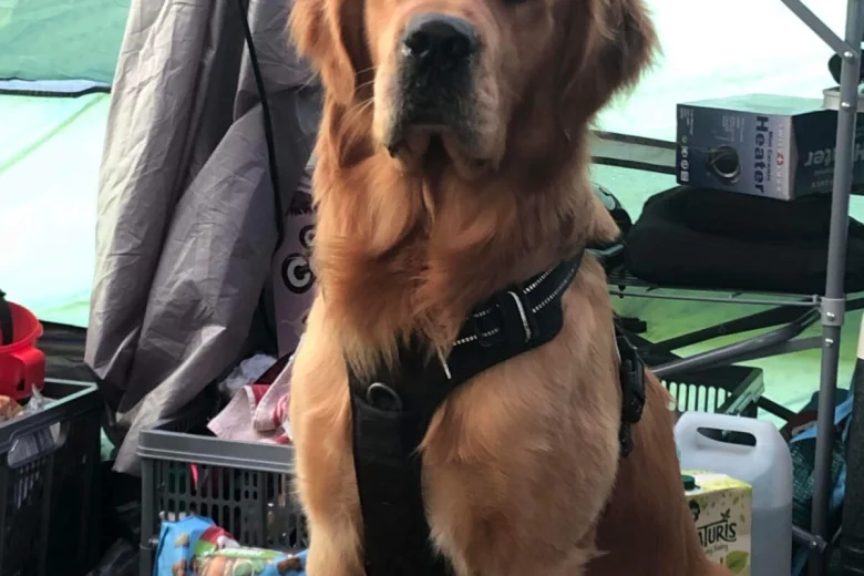 Golden Retriever