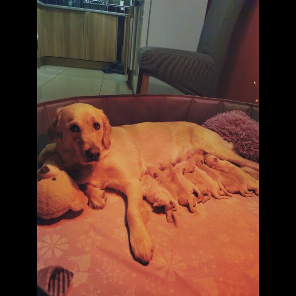 Golden Retriever