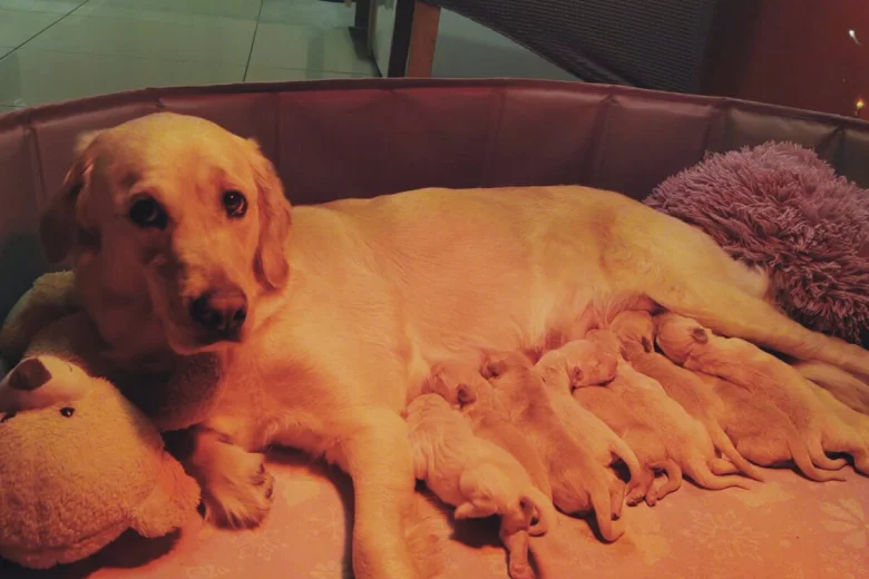 Golden Retriever