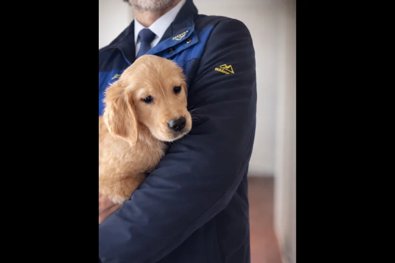 Golden Retriever