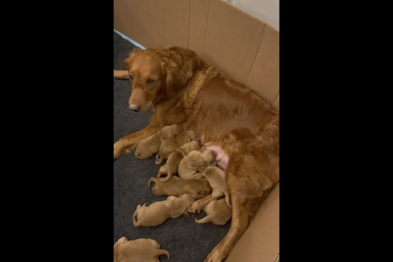 Golden Retriever