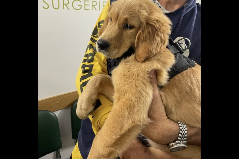 Golden Retriever