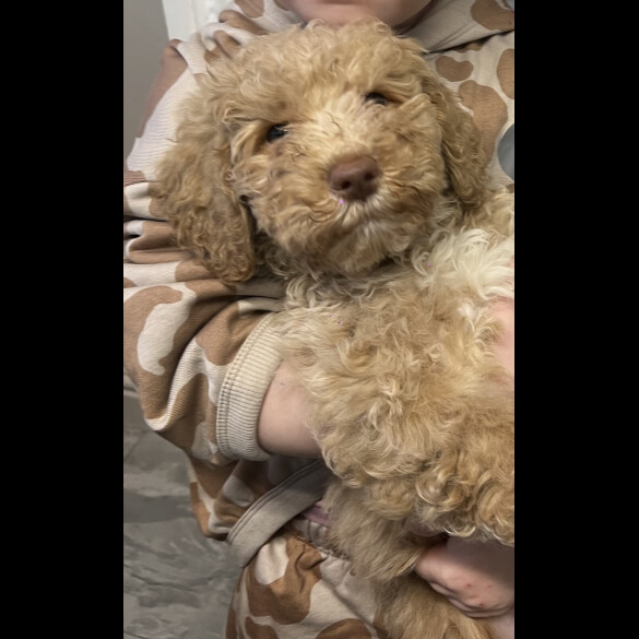 Goldendoodle