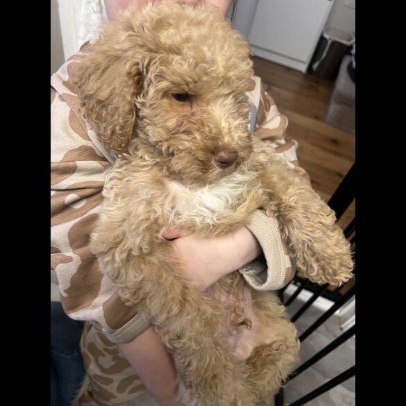 Goldendoodle