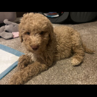 Goldendoodle