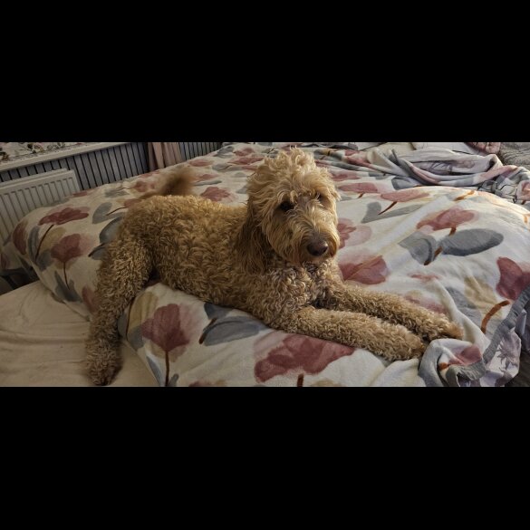 Goldendoodle