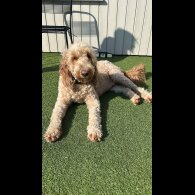 Goldendoodle