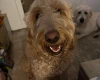 Goldendoodle