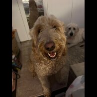 Goldendoodle