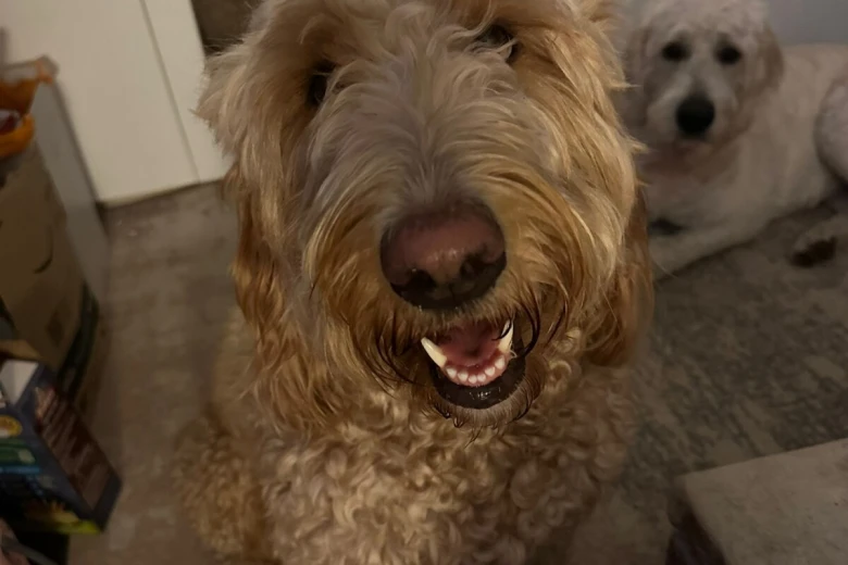 Goldendoodle