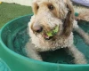 Goldendoodle