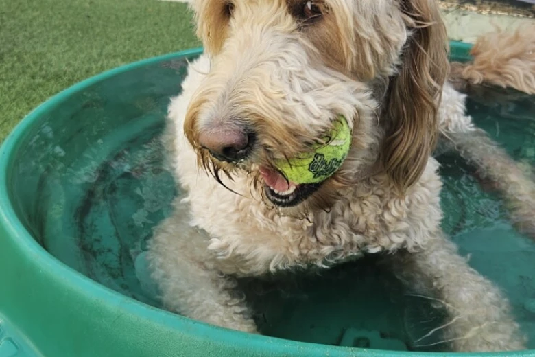 Goldendoodle