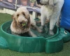 Goldendoodle