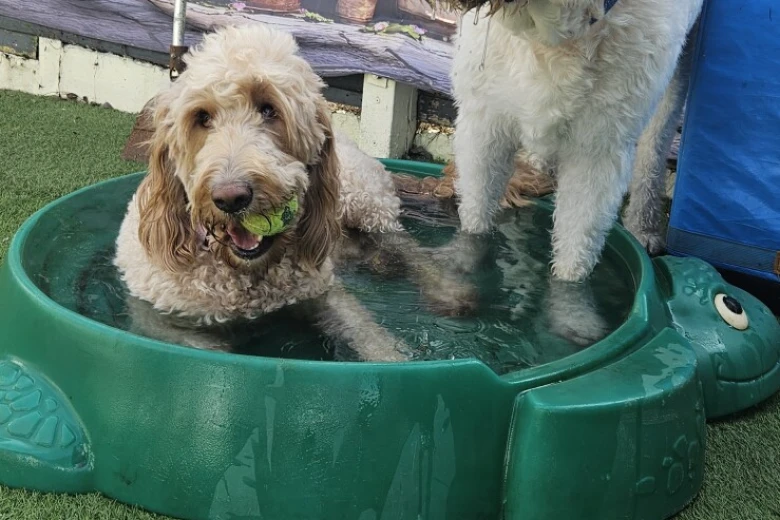 Goldendoodle