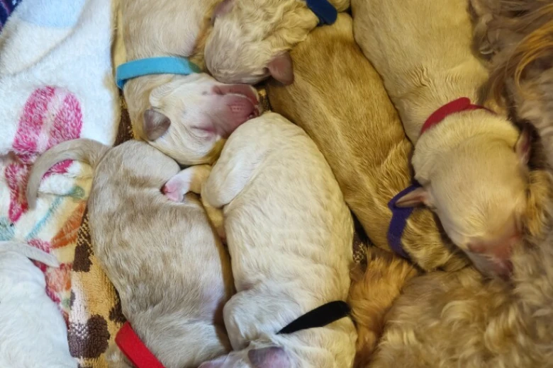Goldendoodle