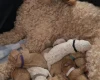 Goldendoodle