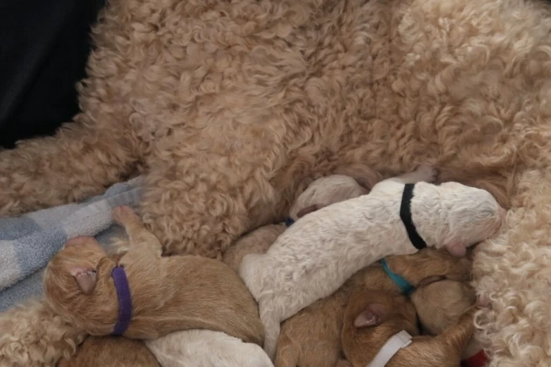 Goldendoodle