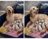 Goldendoodle