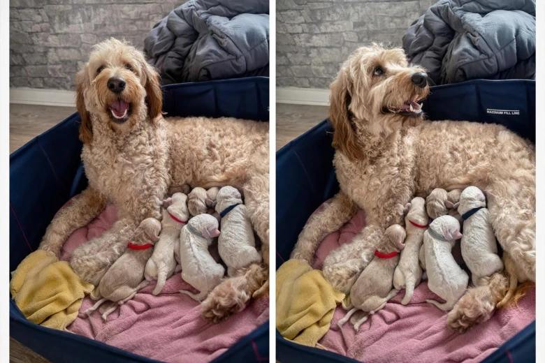Goldendoodle