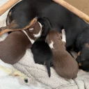 Chiweenie