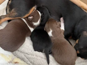 Chiweenie