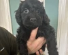 Cockapoo