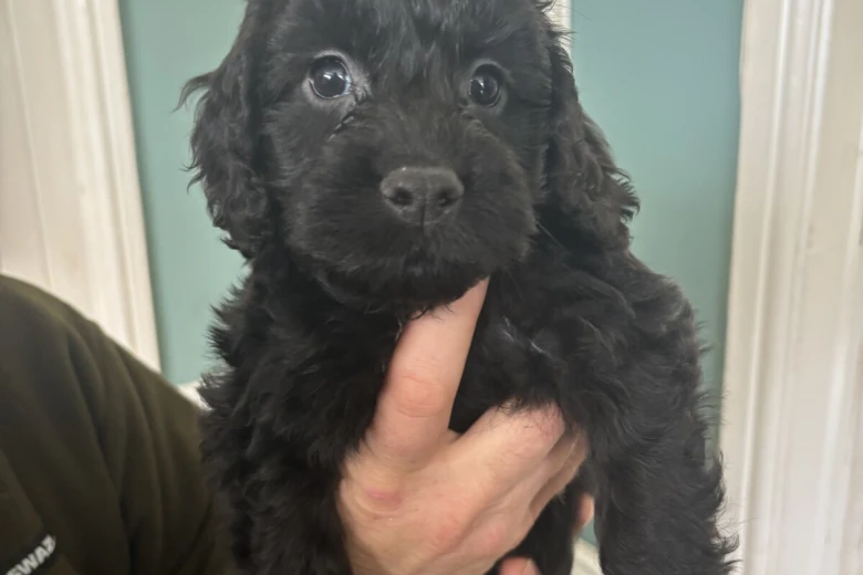 Cockapoo